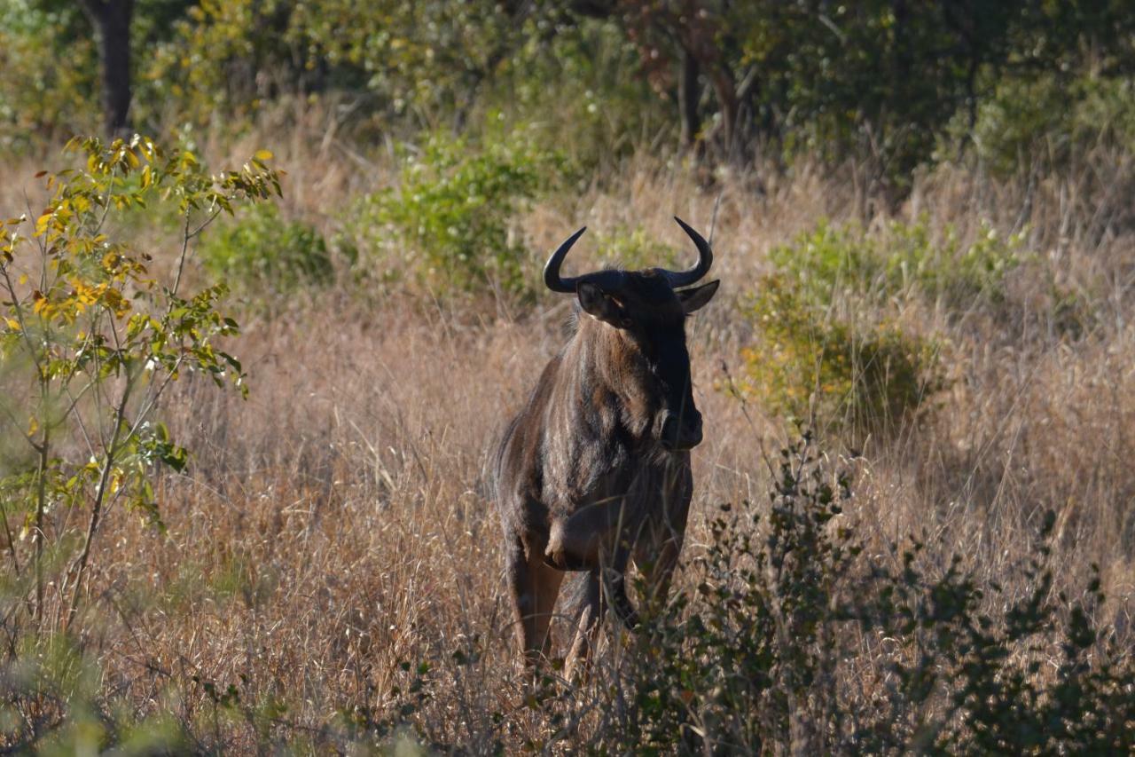 הודספרויט Mzsingitana Tented Camp מראה חיצוני תמונה