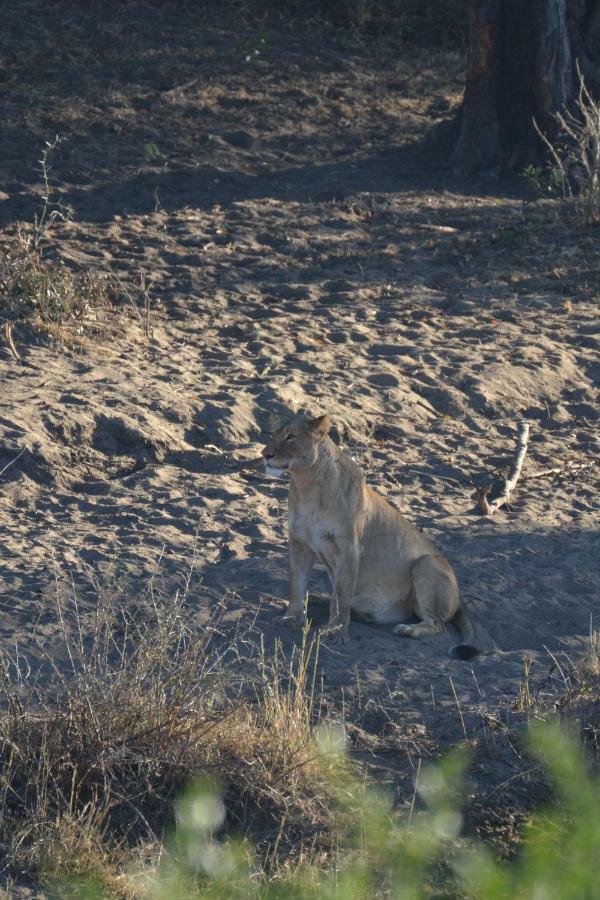 הודספרויט Mzsingitana Tented Camp מראה חיצוני תמונה